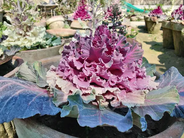 Mor lahana, Brassica oleracea veya lahana karnabaharı.