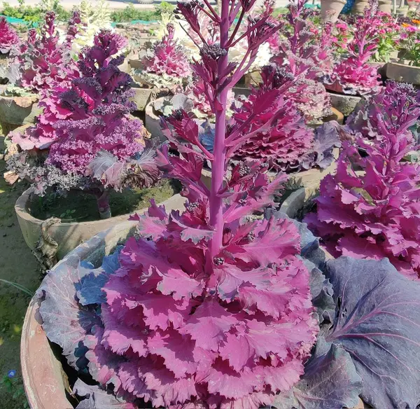 Mor lahana, Brassica oleracea veya lahana karnabaharı.