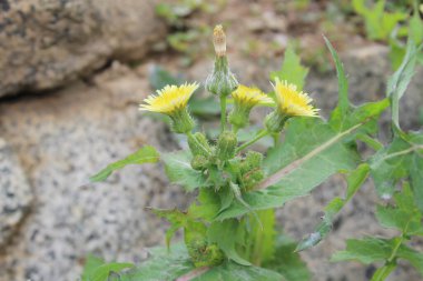 Dikenli dişi domuz, Sonchus asper veya Sonchus oleraceus