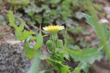 Dikenli dişi domuz, Sonchus asper veya Sonchus oleraceus