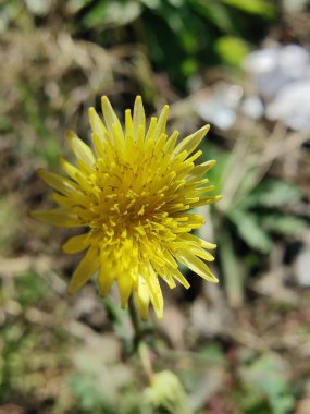 Dikenli dişi domuz, Sonchus asper veya Sonchus oleraceus