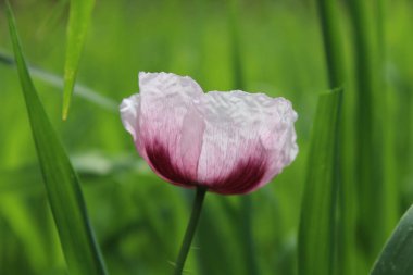 Yaygın gelincik, Papaver setigerum veya Papaver rhoeas