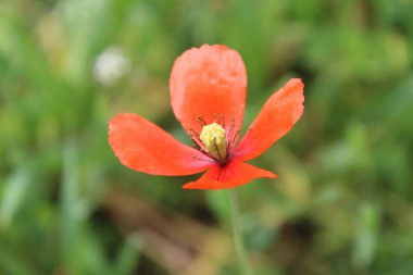Yaygın gelincik, Papaver setigerum veya Papaver rhoeas