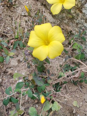 Reinwardtia indica, Linum flavum veya Golden Flax