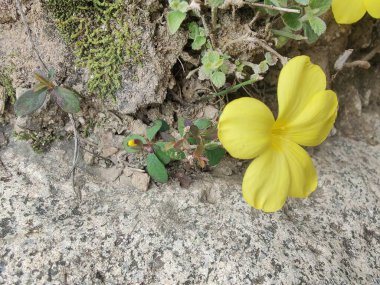 Reinwardtia indica, Linum flavum veya Golden Flax