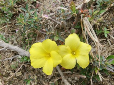 Reinwardtia indica, Linum flavum veya Golden Flax