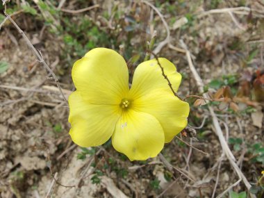 Reinwardtia indica, Linum flavum veya Golden Flax