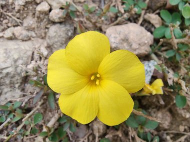 Reinwardtia indica, Linum flavum veya Golden Flax