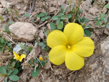 Reinwardtia indica, Linum flavum veya Golden Flax