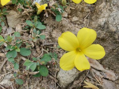 Reinwardtia indica, Linum flavum veya Golden Flax