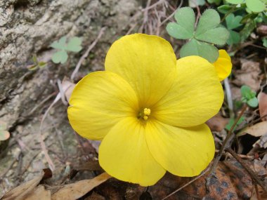 Reinwardtia indica, Linum flavum veya Golden Flax