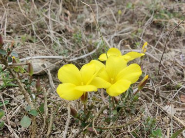 Reinwardtia indica, Linum flavum veya Golden Flax