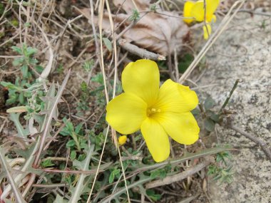 Reinwardtia indica, Linum flavum veya Golden Flax