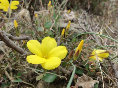 Reinwardtia indica, Linum flavum veya Golden Flax