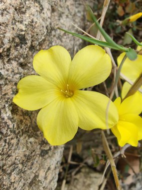Reinwardtia indica, Linum flavum veya Golden Flax