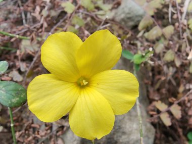Reinwardtia indica, Linum flavum veya Golden Flax