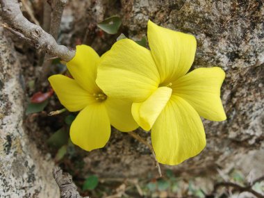 Reinwardtia indica, Linum flavum veya Golden Flax