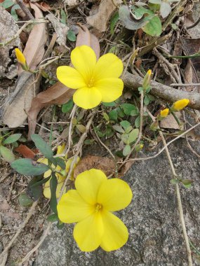 Reinwardtia indica, Linum flavum veya Golden Flax