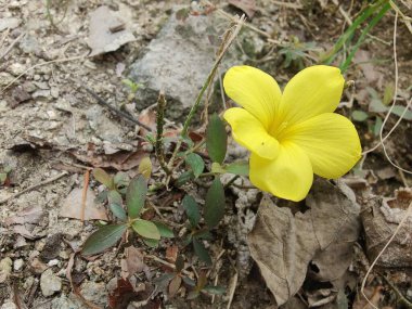 Reinwardtia indica, Linum flavum veya Golden Flax