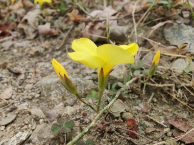 Reinwardtia indica, Linum flavum veya Golden Flax
