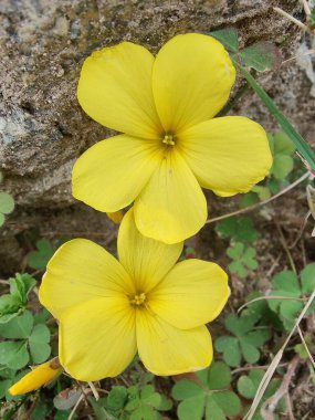 Reinwardtia indica, Linum flavum veya Golden Flax