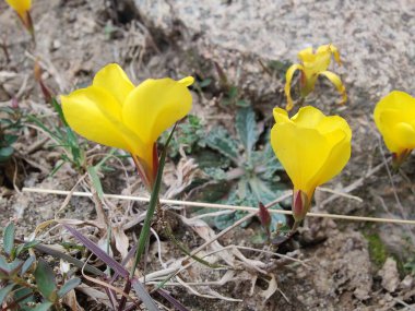 Reinwardtia indica, Linum flavum veya Golden Flax