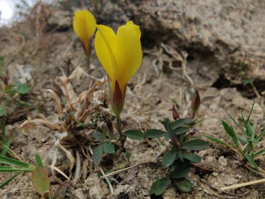 Reinwardtia indica, Linum flavum veya Golden Flax