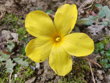 Reinwardtia indica, Linum flavum veya Golden Flax