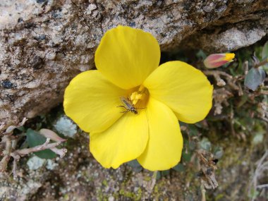 Reinwardtia indica, Linum flavum veya Golden Flax