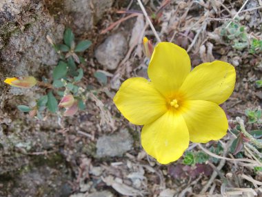 Reinwardtia indica, Linum flavum veya Golden Flax
