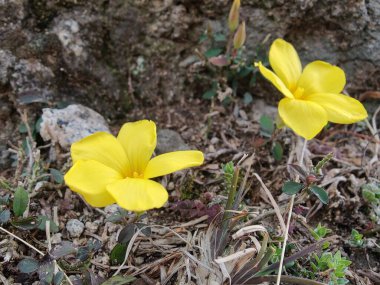 Reinwardtia indica, Linum flavum veya Golden Flax