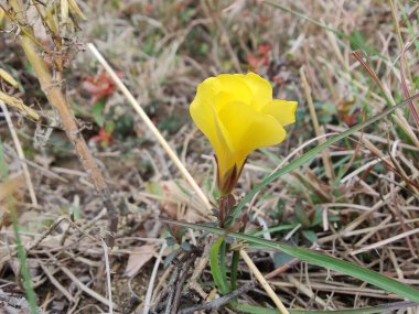 Reinwardtia indica, Linum flavum veya Golden Flax