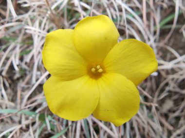 Reinwardtia indica, Linum flavum veya Golden Flax