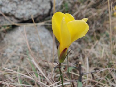 Reinwardtia indica, Linum flavum veya Golden Flax