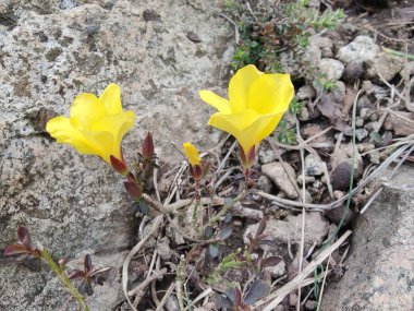 Reinwardtia indica, Linum flavum veya Golden Flax