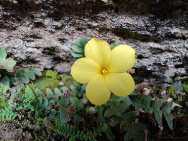 Reinwardtia indica, Linum flavum veya Golden Flax