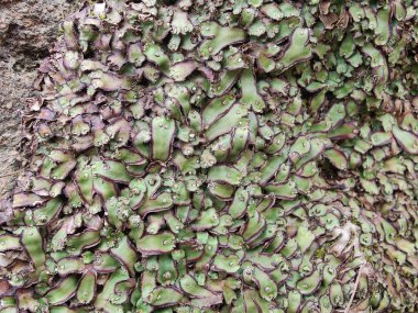 Cliff Waxwort, Plagiochasma rupestre veya Liverwort