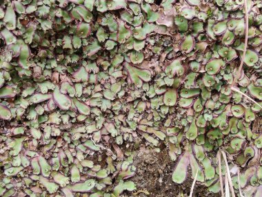 Cliff Waxwort, Plagiochasma rupestre veya Liverwort