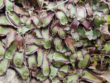 Cliff Waxwort, Plagiochasma rupestre veya Liverwort