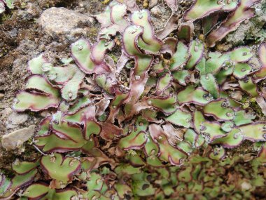 Cliff Waxwort, Plagiochasma rupestre veya Liverwort