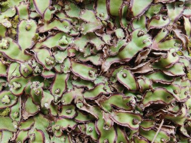 Cliff Waxwort, Plagiochasma rupestre veya Liverwort