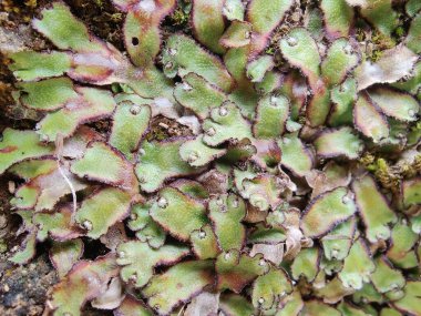 Cliff Waxwort, Plagiochasma rupestre veya Liverwort