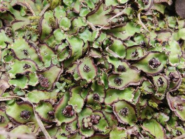 Cliff Waxwort, Plagiochasma rupestre veya Liverwort