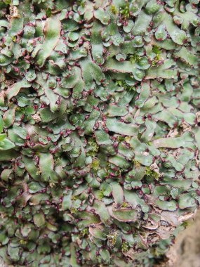 Cliff Waxwort, Plagiochasma rupestre veya Liverwort