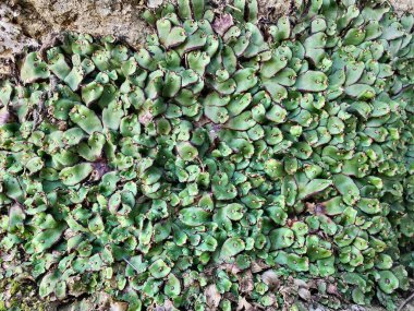 Cliff Waxwort, Plagiochasma rupestre veya Liverwort