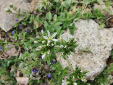 Yapışkan fare kulaklı civciv otu, Cerastium glomeratum veya nemli civciv otu
