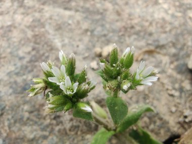 Yapışkan fare kulaklı civciv otu, Cerastium glomeratum veya nemli civciv otu