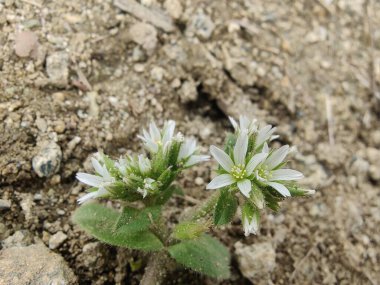 Yapışkan fare kulaklı civciv otu, Cerastium glomeratum veya nemli civciv otu