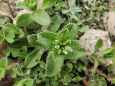 Yapışkan fare kulaklı civciv otu, Cerastium glomeratum veya nemli civciv otu