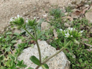 Yapışkan fare kulaklı civciv otu, Cerastium glomeratum veya nemli civciv otu